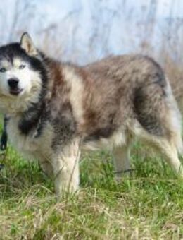 Nord❤️sucht Pflege- oder Endstelle - Rott (Inn)