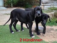 Deutsche Doggen Welpen - Beilrode