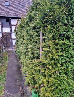 Gärtner, Gartenpflege & Grünpflege - Bad Dürkheim