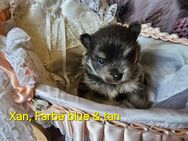 ❤ ein Pomeranian- Baby von uns bedeutet ❤ LIEBE auf Lebenszeit! ❤ - Schönberg Zentrum