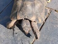 Breitrandschildkröten Bock NZ 1998 - Grolsheim