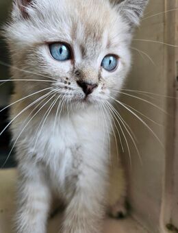 BKH Kitten - Berlin Spandau