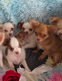 Reinrassige Chihuahua Welpen - Wetter (Hessen)