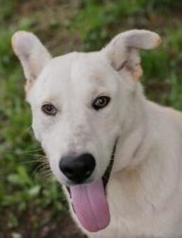 PAULO - tags richtig aktiv, nachts müde - Overath