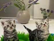 Bezaubernde bkh Kitten black silver/golden tabby classic mit Papiere, absolut exklusiv - Bad Staffelstein