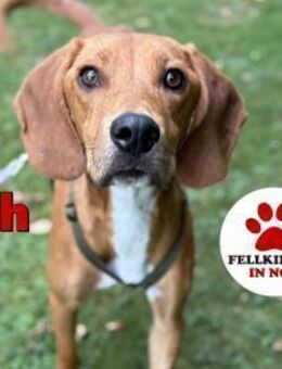 lieber Josh sucht seine Familie - Margetshöchheim