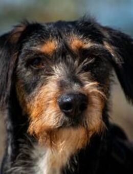 Rüdiger treuer Kumpel sucht Zuhause 🏡 - München