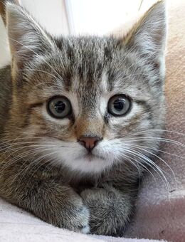 Katzenbabies 3 Monate alt suchen Zuhause - Berlin Spandau