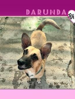 ❤ DARUNDA ❤ - WER SCHENKT MIR SEIN HERZ? - Alfeld (Leine)