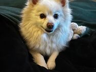 Pomeranian Zwergspitz - Roetgen (Tor zur Eifel)