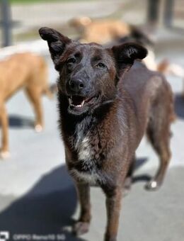 Die bildschöne MELIA ❤️ wartet und hofft - Fahrenzhausen