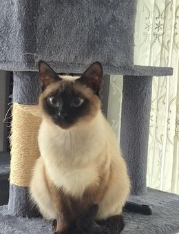 Britisch Siam Katze - Münster