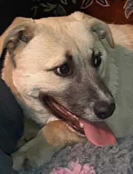 Butra - Mönchengladbach