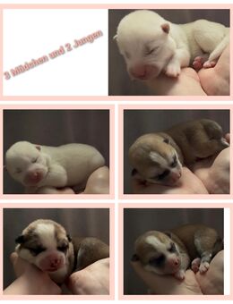 Akita Inu Welpen - Hamburg