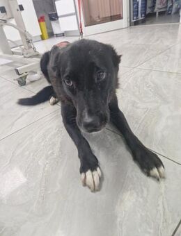 Tikva - Notfall - Dreikirchen