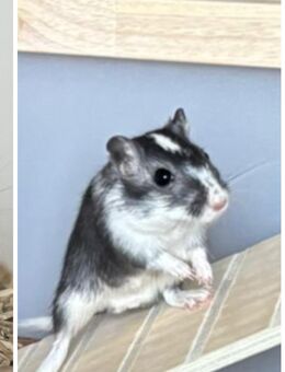 Mongolische Wüstenrennmaus abzugeben - Hamburg