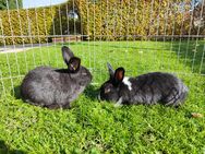 2 Rammler, Kaninchen, Zwergkaninchen schwarz weiß - Pforzheim