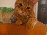 Maincoonmix Kater 🐱🐈 - München Milbertshofen-Am Hart