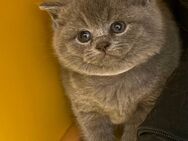 Britisch Kurzhaar Katzen - Perl