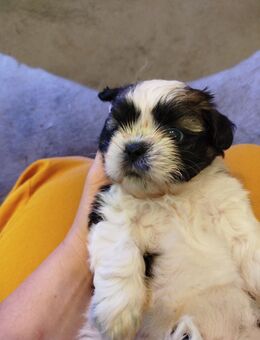 Donna Shih- Tzu Welpe Hündin - Stuhr