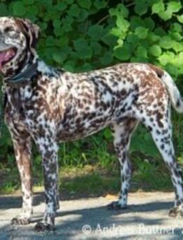 Nemo ist ein besonderer Hund - Egelsbach