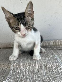 Bunny aus dem Tierschutz - Grevenbroich