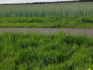 Suche Ackerland in Rhauderfehn,Burlage, Klostermoor. - Lorup