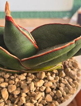 Sansevieria Ehrenbergii Banana - Rödental