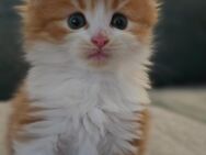 Maine Coon Mädchen sucht ein Zuhause! - Duisburg