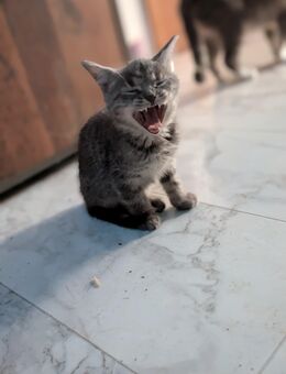 Katzenbabys abzugeben - Göhl