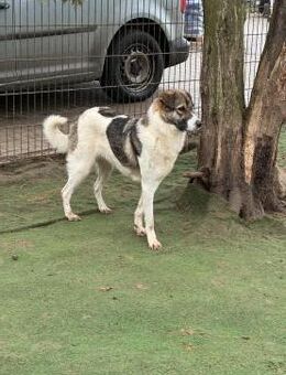 Erika sucht geduldige Menschen - Siggelkow