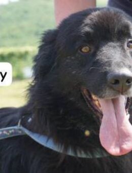 Johnny - Mal sanft, mal wild, ... - Kissing