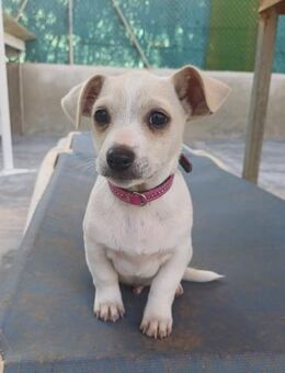 Che Welpe, geb. 12.09.2025, ca. 23 cm - Lünen