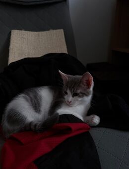 Kater/3 monate alt - Wolfsburg