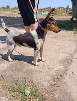 Geri ist ein Schatz auf vier Pfoten ! - Dortmund