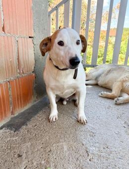 BEPI wünscht sich ein eigenes Körbchen - Schwabach
