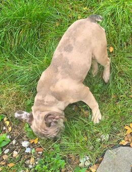 Wunderschöner Merle-Bulldog - Kempten (Allgäu)