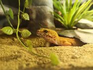 Zwei Leopardgecko Weibchen abzugeben - Dietlikon