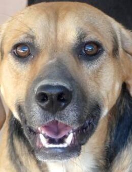 Hotte -zurückhaltend,kennt nur Tierheim- - Oldenburg