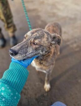 Amelie, lieb und freundlich - Bonndorf (Schwarzwald)