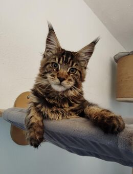 Maine Coon in liebevolle Hände abzugeben - Zossen Zentrum