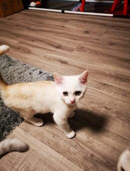 BKH Kitten - Feucht