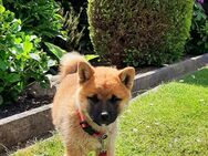 Shiba Inu Welpen abzugeben, - Hille