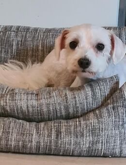 Malteser zu verkaufen - Mannheim