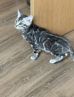 Bengal kitten 15 Wochen Reinrassig - Dortmund