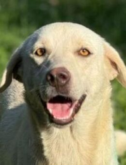 PAMUK wurde einfach im Stich gelassen - Gefrees