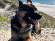 Deutscher Schäferhund DDR Linie Rüde - Ratekau