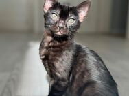 Abgabebereit! Bengal Kitten, melanistic black mit Stammbaum. - Ingolstadt
