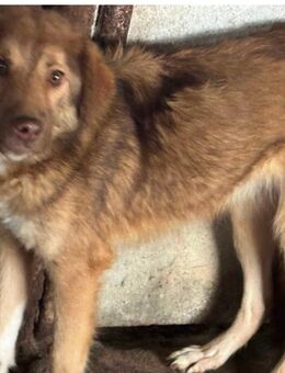 Zuckersüße Hündin - Erkelenz Zentrum