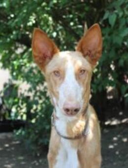 Xenon - Bildschöner Podenco - Heppenheim (Bergstraße)